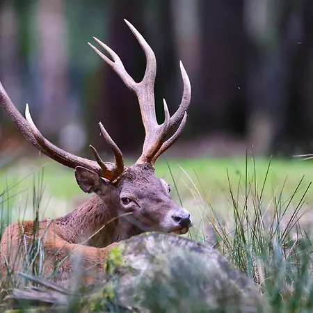 Espace Rambouillet Parc Forestier Et Animalier Bivouac Brame Οργανωμένο κάμπινγκ