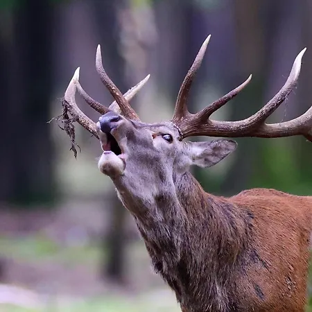 Espace Rambouillet Parc Forestier Et Animalier Bivouac Brame *