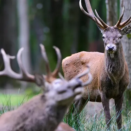 Espace Rambouillet Parc Forestier Et Animalier *