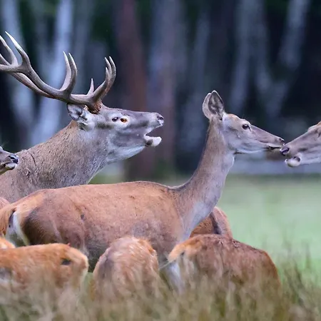 Luxusní stan Espace Rambouillet Parc Forestier Et Animalier