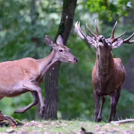 Espace Rambouillet Parc Forestier Et Animalier