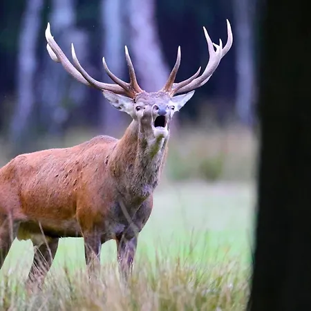 Espace Rambouillet Parc Forestier Et Animalier Bivouac Brame *